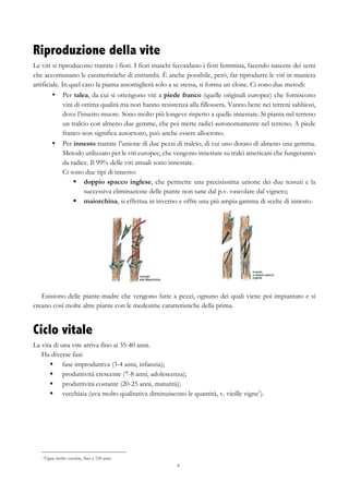 8
Riproduzione della vite
Le viti si riproducono tramite i fiori. I fiori maschi fecondano i fiori femmina, facendo nascere dei semi
che accomunano le caratteristiche di entrambi. È anche possibile, però, far riprodurre le viti in maniera
artificiale. In quel caso la pianta assomiglierà solo a se stessa, si forma un clone. Ci sono due metodi:
•   Per talea, da cui si ottengono viti a piede franco (quelle originali europee) che forniscono
vini di ottima qualità ma non hanno resistenza alla fillossera. Vanno bene nei terreni sabbiosi,
dove l’insetto muore. Sono molto più longeve rispetto a quelle innestate. Si pianta nel terreno
un tralcio con almeno due gemme, che poi mette radici autonomamente nel terreno. A piede
franco non significa autoctono, può anche essere alloctono.
•   Per innesto tramite l’unione di due pezzi di tralcio, di cui uno dotato di almeno una gemma.
Metodo utilizzato per le viti europee, che vengono innestate su tralci americani che fungeranno
da radice. Il 99% delle viti attuali sono innestate.
Ci sono due tipi di innesto:
§   doppio spacco inglese, che permette una precisissima unione dei due tessuti e la
successiva eliminazione delle piante non sane dal p.v. vascolare dal vigneto;
§   maiorchina, si effettua in inverno e offre una più ampia gamma di scelte di innesto.
Esistono delle piante-madre che vengono fatte a pezzi, ognuno dei quali viene poi impiantato e si
creano così molte altre piante con le medesime caratteristiche della prima.
Ciclo vitale
La vita di una vite arriva fino ai 35-40 anni.
Ha diverse fasi:
§   fase improduttiva (3-4 anni, infanzia);
§   produttività crescente (7-8 anni, adolescenza);
§   produttività costante (20-25 anni, maturità);
§   vecchiaia (uva molto qualitativa diminuiscono le quantità, v. vieille vigne1
).
1 Vigne molto vecchie, fino a 120 anni.
 