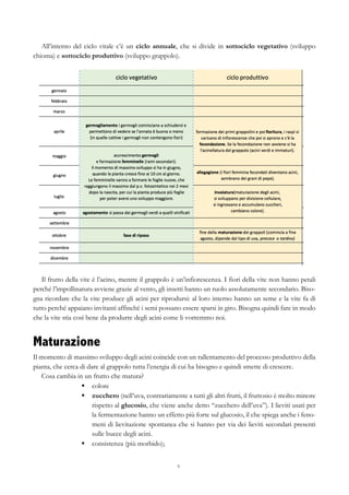 9
All’interno del ciclo vitale c’è un ciclo annuale, che si divide in sottociclo vegetativo (sviluppo
chioma) e sottociclo produttivo (sviluppo grappolo).
Il frutto della vite è l’acino, mentre il grappolo è un’infiorescenza. I fiori della vite non hanno petali
perché l’impollinatura avviene grazie al vento, gli insetti hanno un ruolo assolutamente secondario. Biso-
gna ricordare che la vite produce gli acini per riprodursi: al loro interno hanno un seme e la vite fa di
tutto perché appaiano invitanti affinché i semi possano essere sparsi in giro. Bisogna quindi fare in modo
che la vite stia così bene da produrre degli acini come li vorremmo noi.
Maturazione
Il momento di massimo sviluppo degli acini coincide con un rallentamento del processo produttivo della
pianta, che cerca di dare al grappolo tutta l’energia di cui ha bisogno e quindi smette di crescere.
Cosa cambia in un frutto che matura?
§   colore
§   zucchero (nell’uva, contrariamente a tutti gli altri frutti, il fruttosio è molto minore
rispetto al glucosio, che viene anche detto “zucchero dell’uva”). I lieviti usati per
la fermentazione hanno un effetto più forte sul glucosio, il che spiega anche i feno-
meni di lievitazione spontanea che si hanno per via dei lieviti secondari presenti
sulle bucce degli acini.
§   consistenza (più morbido);
 