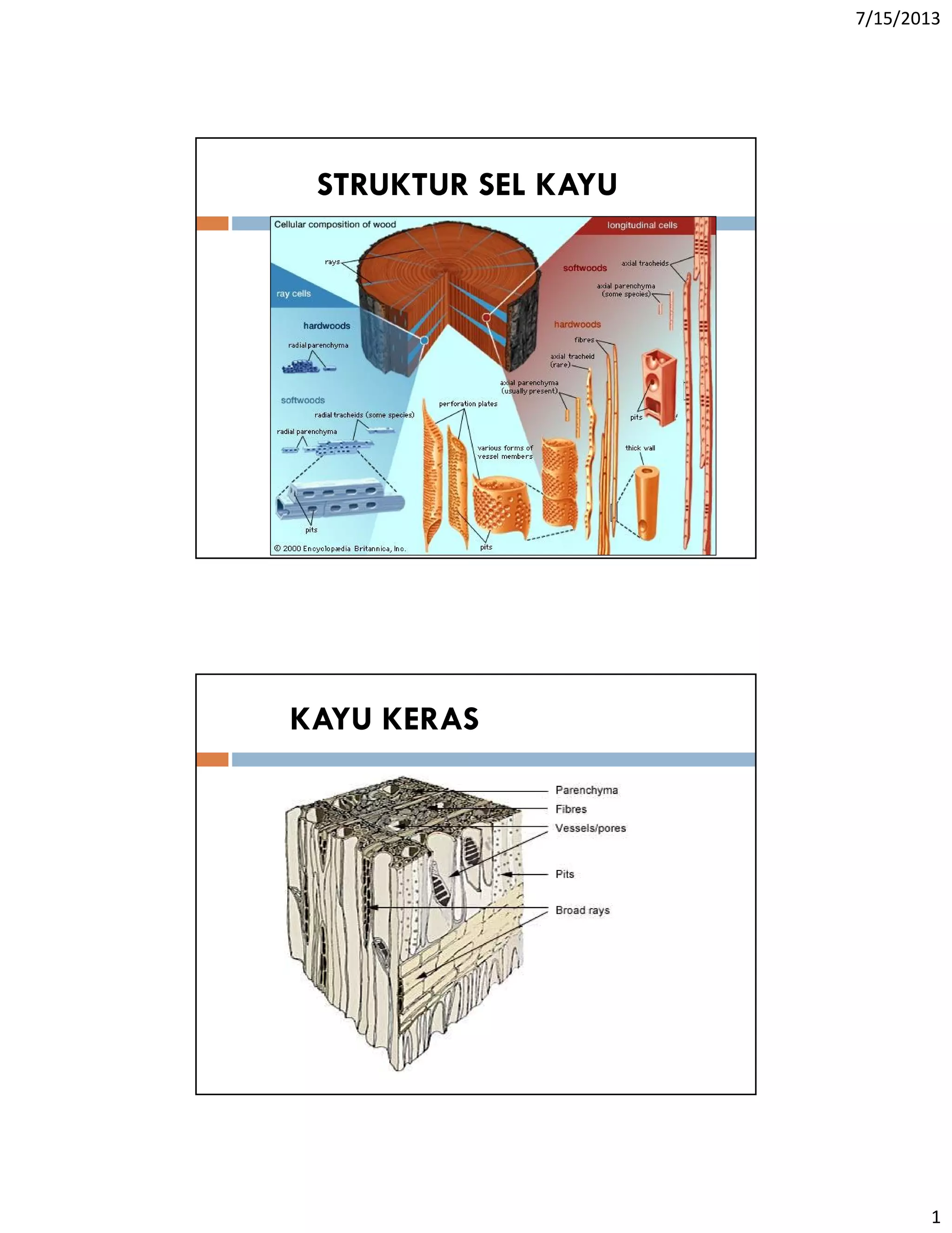 Shell Structure Kayu ILMU KAYU STRUKTUR SEL KAYU | PDF