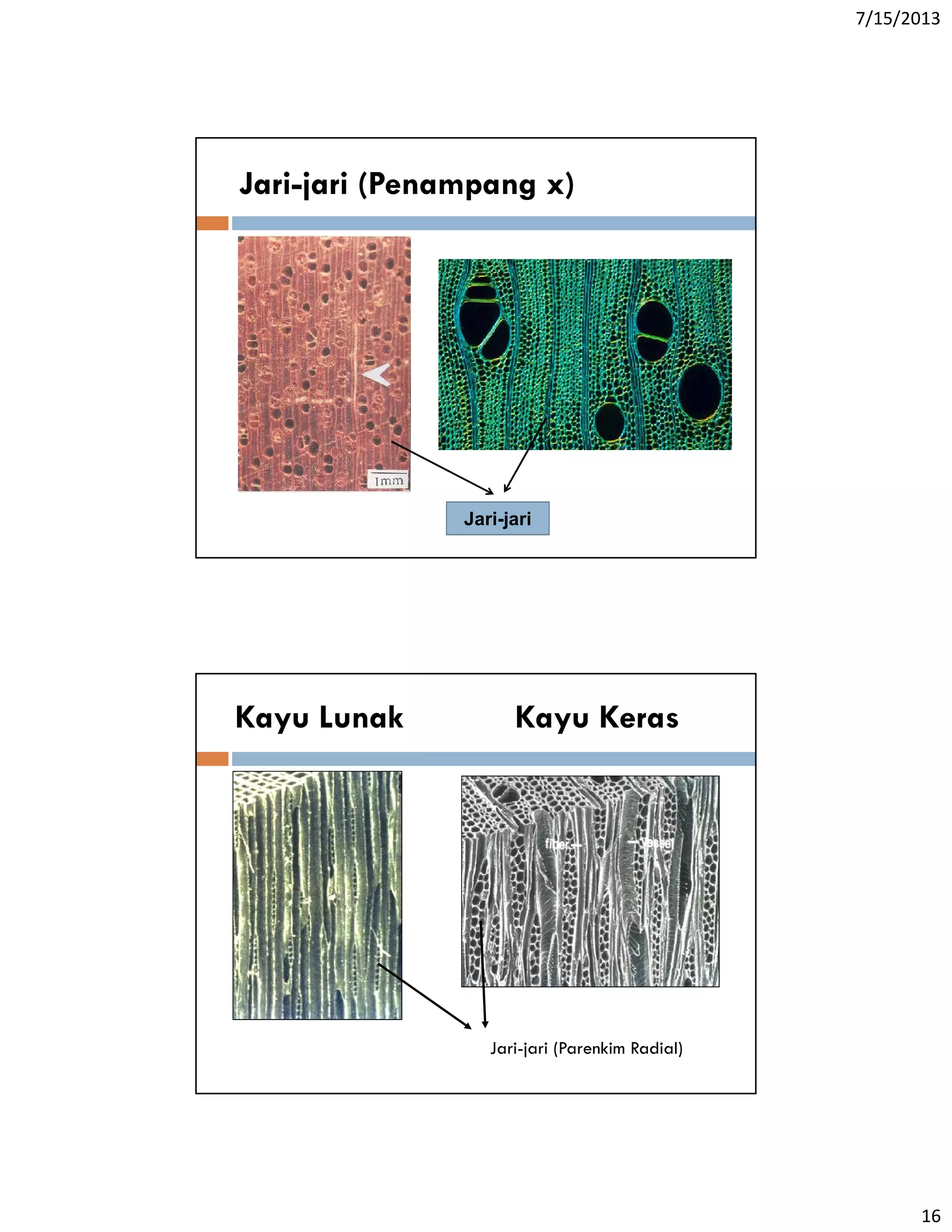 Shell Structure Kayu ILMU KAYU STRUKTUR SEL KAYU | PDF