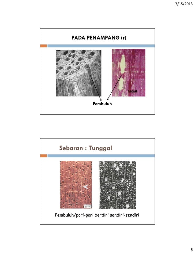 Shell Structure Kayu ILMU KAYU STRUKTUR SEL KAYU | PDF