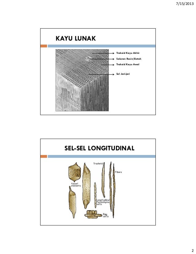 ILMU KAYU  STRUKTUR SEL  KAYU 