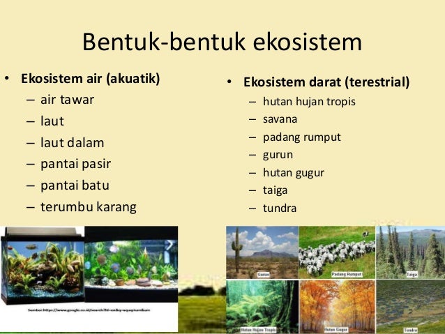 Ilmu Kealaman Dasar : Ekosistem