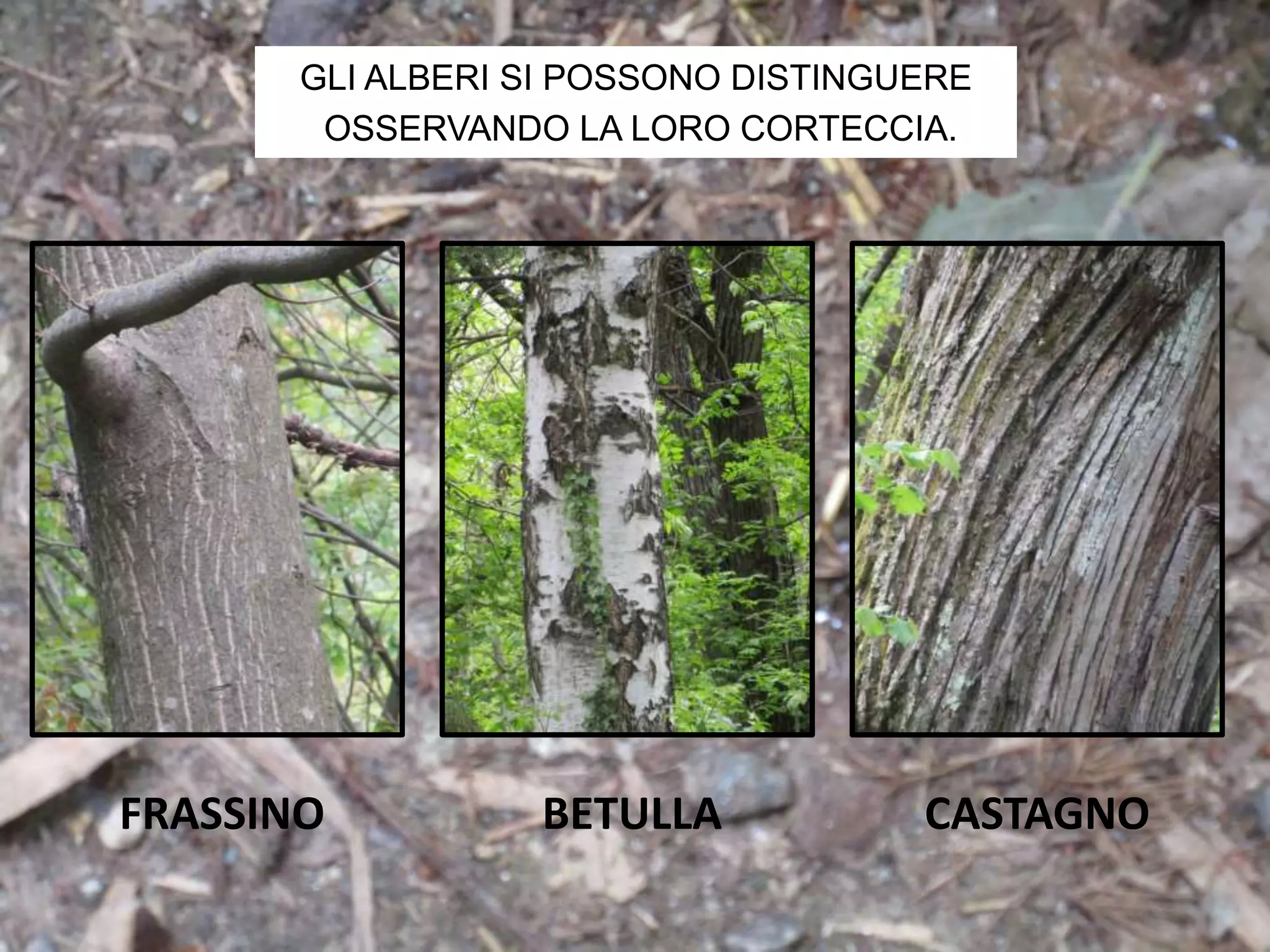 GLI ALBERI SI POSSONO DISTINGUERE
OSSERVANDO LA LORO CORTECCIA.
FRASSINO BETULLA CASTAGNO
 