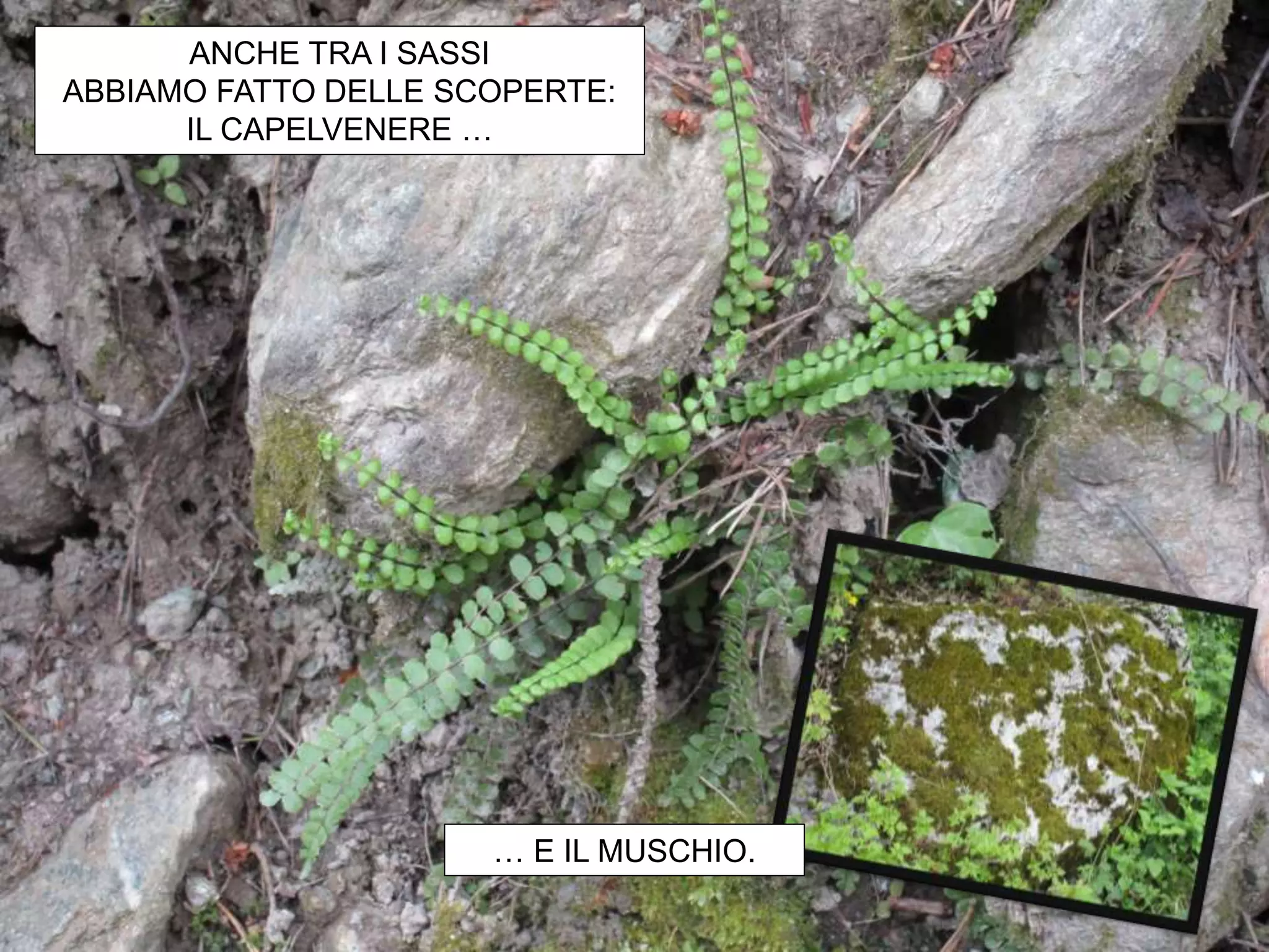 ANCHE TRA I SASSI
ABBIAMO FATTO DELLE SCOPERTE:
IL CAPELVENERE …
… E IL MUSCHIO.
 