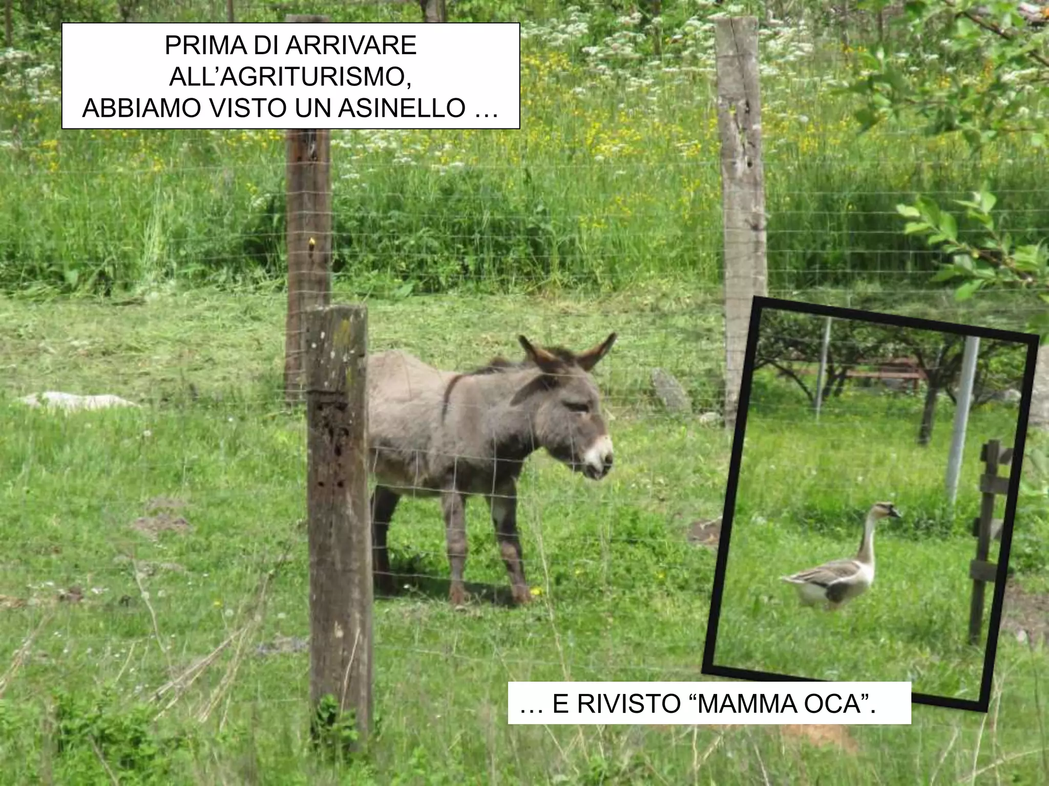 PRIMA DI ARRIVARE
ALL’AGRITURISMO,
ABBIAMO VISTO UN ASINELLO …
… E RIVISTO “MAMMA OCA”.
 