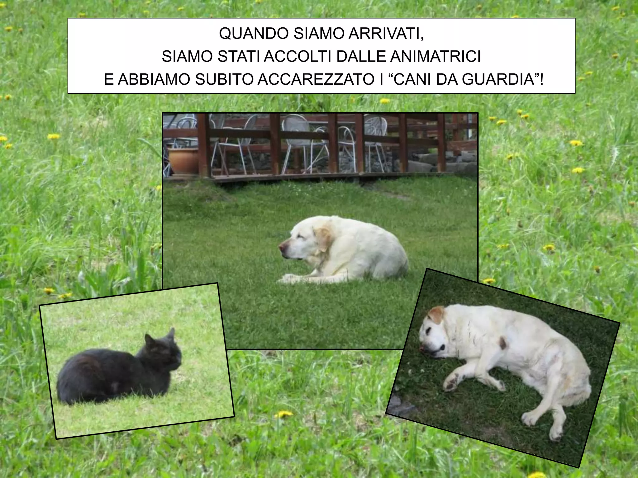 QUANDO SIAMO ARRIVATI,
SIAMO STATI ACCOLTI DALLE ANIMATRICI
E ABBIAMO SUBITO ACCAREZZATO I “CANI DA GUARDIA”!
 