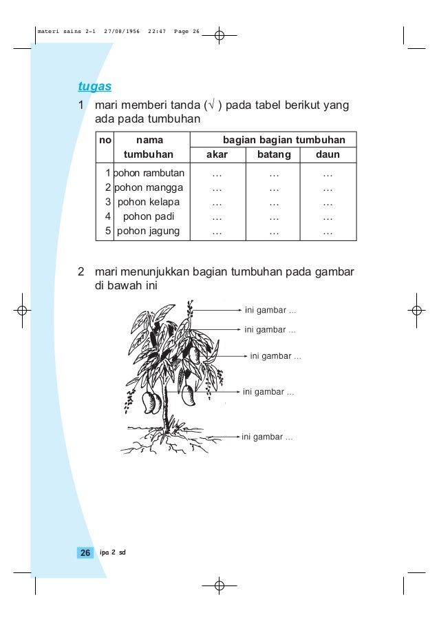  Gambar  Pohon Mangga  Dan  Bagian Bagiannya  Berbagai Bagian 