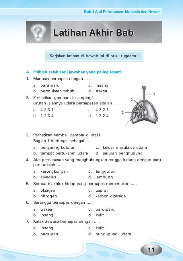Urutan Jalannya Udara Pernapasan Dari Luar Studi Indonesia Urutan Jalannya Udara Pernapasan Dari Luar Studi Indonesia