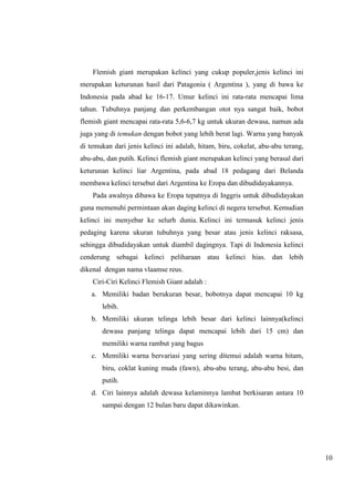 10 
Flemish giant merupakan kelinci yang cukup populer,jenis kelinci ini 
merupakan keturunan hasil dari Patagonia ( Argentina ), yang di bawa ke 
Indonesia pada abad ke 16-17. Umur kelinci ini rata-rata mencapai lima 
tahun. Tubuhnya panjang dan perkembangan otot nya sangat baik, bobot 
flemish giant mencapai rata-rata 5,6-6,7 kg untuk ukuran dewasa, namun ada 
juga yang di temukan dengan bobot yang lebih berat lagi. Warna yang banyak 
di temukan dari jenis kelinci ini adalah, hitam, biru, cokelat, abu-abu terang, 
abu-abu, dan putih. Kelinci flemish giant merupakan kelinci yang berasal dari 
keturunan kelinci liar Argentina, pada abad 18 pedagang dari Belanda 
membawa kelinci tersebut dari Argentina ke Eropa dan dibudidayakannya. 
Pada awalnya dibawa ke Eropa tepatnya di Inggris untuk dibudidayakan 
guna memenuhi permintaan akan daging kelinci di negera tersebut. Kemudian 
kelinci ini menyebar ke selurh dunia. Kelinci ini termasuk kelinci jenis 
pedaging karena ukuran tubuhnya yang besar atau jenis kelinci raksasa, 
sehingga dibudidayakan untuk diambil dagingnya. Tapi di Indonesia kelinci 
cenderung sebagai kelinci peliharaan atau kelinci hias. dan lebih 
dikenal dengan nama vlaamse reus. 
Ciri-Ciri Kelinci Flemish Giant adalah : 
a. Memiliki badan berukuran besar, bobotnya dapat mencapai 10 kg 
lebih. 
b. Memiliki ukuran telinga lebih besar dari kelinci lainnya(kelinci 
dewasa panjang telinga dapat mencapai lebih dari 15 cm) dan 
memiliki warna rambut yang bagus 
c. Memiliki warna bervariasi yang sering ditemui adalah warna hitam, 
biru, coklat kuning muda (fawn), abu-abu terang, abu-abu besi, dan 
putih. 
d. Ciri lainnya adalah dewasa kelaminnya lambat berkisaran antara 10 
sampai dengan 12 bulan baru dapat dikawinkan. 
 