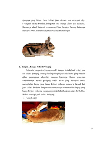 9 
ujungnya yang hitam. Berat kelinci jawa dewasa bias mencapai 4kg. 
Sedangkan kelinci Sumatra, merupakan satu-satunya kelinci asli Indonesia. 
Habitatnya adalah hutan di pegunungan Pulau Sumatra. Panjang badannya 
mencapai 40cm. warna bulunya kelabu cokelat kekuningan. 
B. Bangsa _ Bangsa Kelinci Pedaging 
Selama ini masyarakat kita mengenal 2 kategori jenis kelinci, kelinci hias 
dan kelinci pedaging. Masing-masing mempunyai karakteristik yang berbeda 
dalam penanganan sehari-hari maupun bisnisnya. Dalam perawatan 
kesehariannya, kelinci pedaging diberi pakan yang bertujuan untuk 
pertumbuhan daging yang bagus. Kelinci pedaging umumnya berasal dari 
jenis kelinci Ras besar dan pertumbuhannya cepat serta memiliki daging yang 
bagus. Kelinci pedaging biasanya memiliki bobot berkisar antara 4,2-5,0 kg. 
Berikut beberapa jenis kelinci pedaging: 
1. Flemish giant 
 