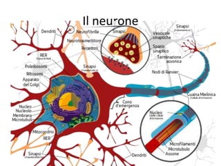 Il neurone
 