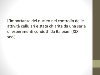 L’importanza del nucleo nel controllo delle
attività cellulari è stata chiarita da una serie
di esperimenti condotti da Balbiani (XIX
sec.).
 
