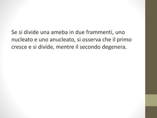 Se si divide una ameba in due frammenti, uno
nucleato e uno anucleato, si osserva che il primo
cresce e si divide, mentre il secondo degenera.
 