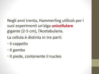 Negli anni trenta, Hammerling utilizzò per i
suoi esperimenti un’alga unicellulare
gigante (2-5 cm), l’Acetabularia.
La cellula è distinta in tre parti:
• il cappello
• Il gambo
• Il piede, contenente il nucleo
 