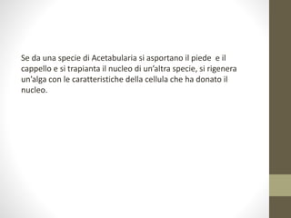 Se da una specie di Acetabularia si asportano il piede e il
cappello e si trapianta il nucleo di un’altra specie, si rigenera
un’alga con le caratteristiche della cellula che ha donato il
nucleo.
 