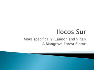 Ilocos Sur More specifically: Candon and Vigan A Mangrove Forest Biome 