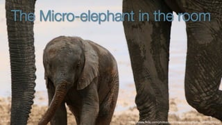 The Micro-elephant in the room
https://www.flickr.com/photos/davidrosenphotography/14711027415/
 