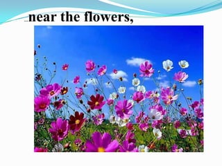 …near the flowers,