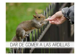 DAR DE COMER A LAS ARDILLAS
 