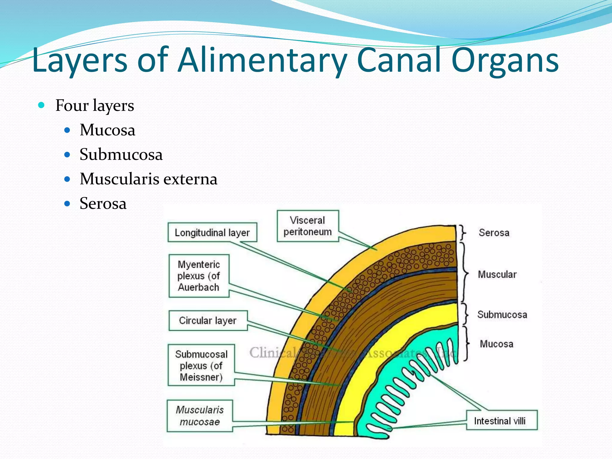 DIGESTIVE SYSTEM Anatomy And Physiology Of Bsc Nursing Pdf pptx PDF