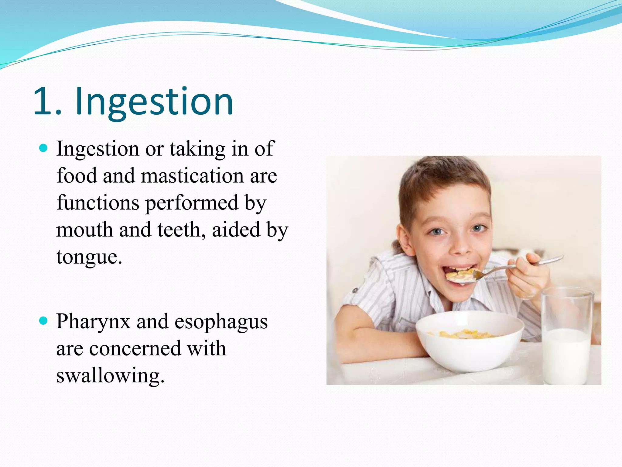 DIGESTIVE SYSTEM anatomy and physiology of Bsc nursing pdf/pptx | PDF