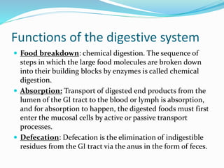 Food Breakdown Process DIGESTIVE SYSTEM anatomy and physiology of Bsc nursing pdf/pptx | PDF