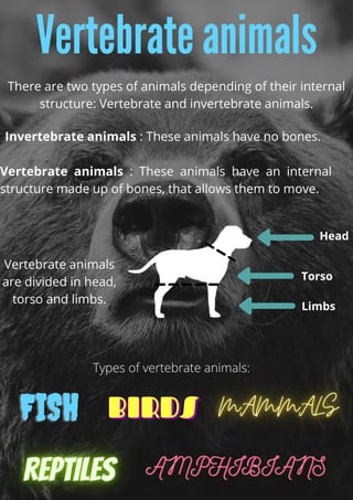 Vertebrate animals
There are two types of animals depending of their internal
structure: Vertebrate and invertebrate animals.
Vertebrate animals : These animals have an internal
structure made up of bones, that allows them to move.
Invertebrate animals : These animals have no bones.
Vertebrate animals
are divided in head,
torso and limbs.
Head
Torso
Limbs
Types of vertebrate animals:
 