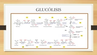 GLUCÓLISIS
 