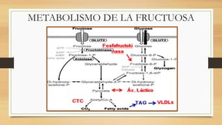 METABOLISMO DE LA FRUCTUOSA
 