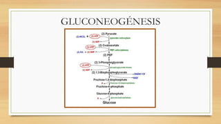 GLUCONEOGÉNESIS
 