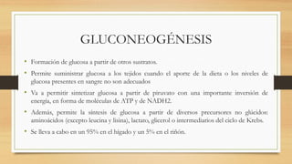 GLUCONEOGÉNESIS
• Formación de glucosa a partir de otros sustratos.
• Permite suministrar glucosa a los tejidos cuando el aporte de la dieta o los niveles de
glucosa presentes en sangre no son adecuados
• Va a permitir sintetizar glucosa a partir de piruvato con una importante inversión de
energía, en forma de moléculas de ATP y de NADH2.
• Además, permite la síntesis de glucosa a partir de diversos precursores no glúcidos:
aminoácidos (excepto leucina y lisina), lactato, glicerol o intermediarios del ciclo de Krebs.
• Se lleva a cabo en un 95% en el hígado y un 5% en el riñón.
 