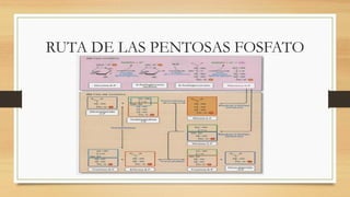 RUTA DE LAS PENTOSAS FOSFATO
 