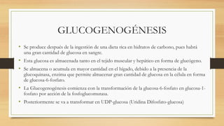 GLUCOGENOGÉNESIS
• Se produce después de la ingestión de una dieta rica en hidratos de carbono, pues habrá
una gran cantidad de glucosa en sangre.
• Esta glucosa es almacenada tanto en el tejido muscular y hepático en forma de glucógeno.
• Se almacena o acumula en mayor cantidad en el hígado, debido a la presencia de la
glucoquinasa, enzima que permite almacenar gran cantidad de glucosa en la célula en forma
de glucosa-6-fosfato.
• La Glucogenogénesis comienza con la transformación de la glucosa-6-fosfato en glucosa-1-
fosfato por acción de la fosfoglucomutasa.
• Posteriormente se va a transformar en UDP-glucosa (Uridina Difosfato-glucosa)
 