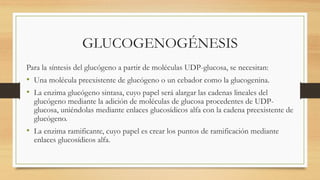 GLUCOGENOGÉNESIS
Para la síntesis del glucógeno a partir de moléculas UDP-glucosa, se necesitan:
• Una molécula preexistente de glucógeno o un cebador como la glucogenina.
• La enzima glucógeno sintasa, cuyo papel será alargar las cadenas lineales del
glucógeno mediante la adición de moléculas de glucosa procedentes de UDP-
glucosa, uniéndolas mediante enlaces glucosídicos alfa con la cadena preexistente de
glucógeno.
• La enzima ramificante, cuyo papel es crear los puntos de ramificación mediante
enlaces glucosídicos alfa.
 