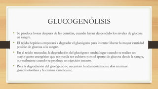 GLUCOGENÓLISIS
• Se produce horas después de las comidas, cuando hayan descendido los niveles de glucosa
en sangre.
• El tejido hepático empezará a degradar el glucógeno para intentar liberar la mayor cantidad
posible de glucosa a la sangre.
• En el tejido muscular, la degradación del glucógeno tendrá lugar cuando se realice un
mayor gasto energético que no pueda ser cubierto con el aporte de glucosa desde la sangre,
normalmente cuando se produce un ejercicio intenso.
• Para la degradación del glucógeno se necesitan fundamentalmente dos enzimas:
glucofosforilasa y la enzima ramificante.
 