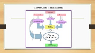 METABOLISMO INTERMEDIARIO
 