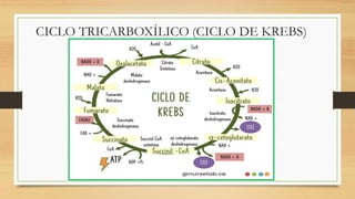 CICLO TRICARBOXÍLICO (CICLO DE KREBS)
 