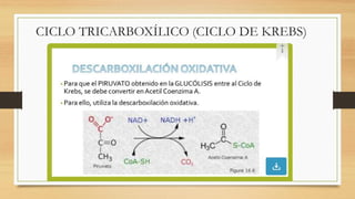 CICLO TRICARBOXÍLICO (CICLO DE KREBS)
 