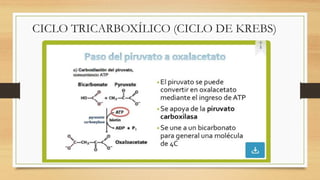 CICLO TRICARBOXÍLICO (CICLO DE KREBS)
 