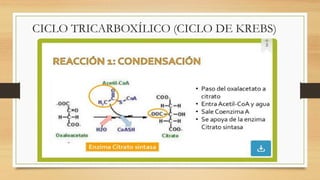 CICLO TRICARBOXÍLICO (CICLO DE KREBS)
 