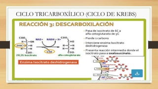CICLO TRICARBOXÍLICO (CICLO DE KREBS)
 
