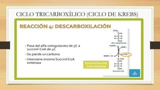 CICLO TRICARBOXÍLICO (CICLO DE KREBS)
 