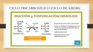CICLO TRICARBOXÍLICO (CICLO DE KREBS)
 