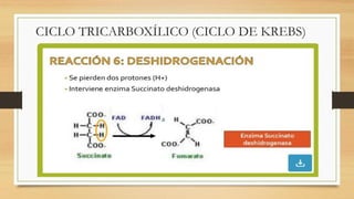 CICLO TRICARBOXÍLICO (CICLO DE KREBS)
 