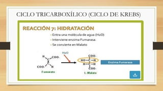 CICLO TRICARBOXÍLICO (CICLO DE KREBS)
 
