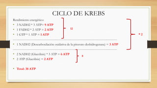 CICLO DE KREBS
Rendimiento energético:
• 3 NADH2 * 3 ATP= 9 ATP
• 1 FADH2 * 2 ATP = 2 ATP
• 1 GTP * 1 ATP = 1 ATP
------------------------------------------------------------------------------------------------------
• 1 NADH2 (Descarboxilación oxidativa de la piruvato deshidrogenasa) = 3 ATP
------------------------------------------------------------------------------------------------------
• 2 NADH2 (Glucólisis) * 3 ATP = 6 ATP
• 2 ATP (Glucólisis) = 2 ATP
• Total: 38 ATP
* 2
12
8
 