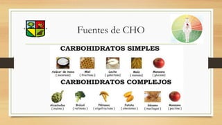 Fuentes de CHO
 