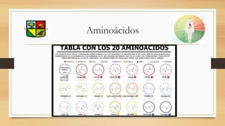 Aminoácidos
 