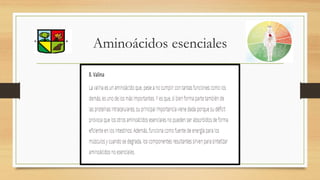 Aminoácidos esenciales
 